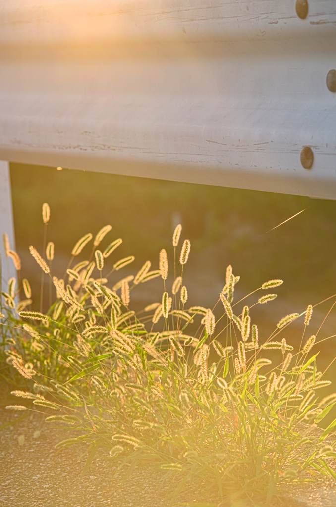 エノコログサの輝き