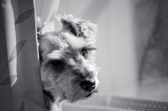 my pretty dog # 62