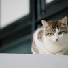 吾輩は猫である、ニャー # 117