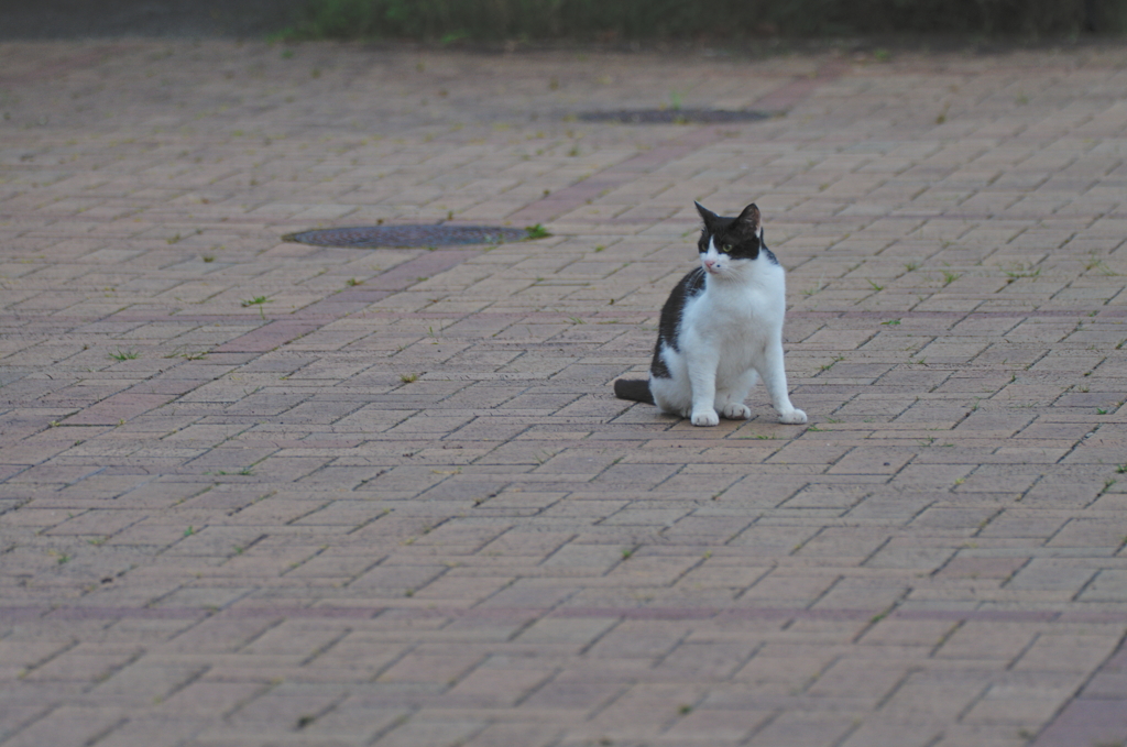 吾輩は猫である、ニャー # 764
