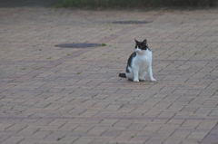 吾輩は猫である、ニャー # 764