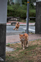 吾輩は猫である、ニャー # 1029