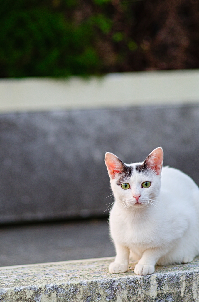 吾輩は猫である、ニャー # 860