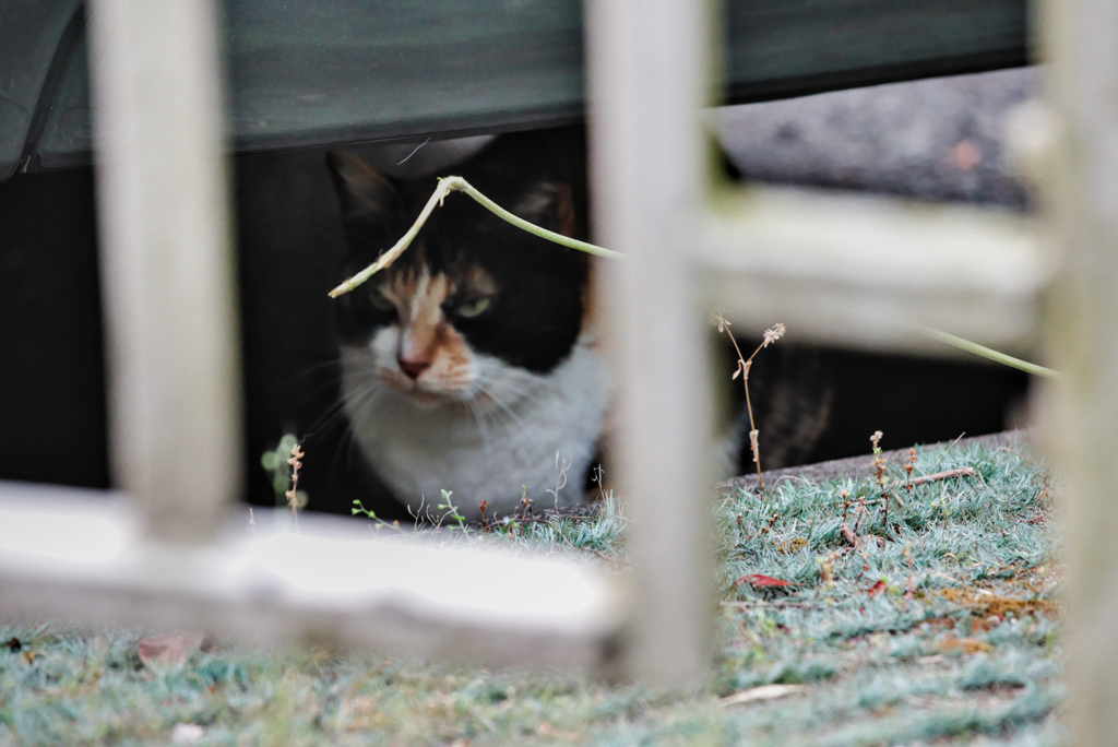 吾輩は猫である、ニャー # 1049