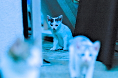 吾輩は猫である、ニャー # 580