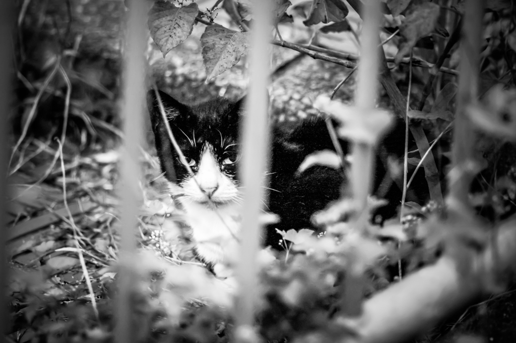 吾輩は猫である、ニャー # 31