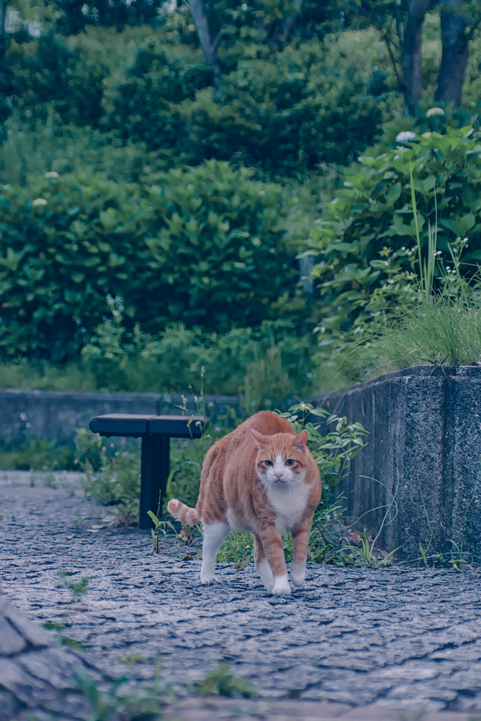 吾輩は猫である、ニャー # 1088