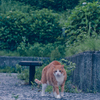 吾輩は猫である、ニャー # 1088