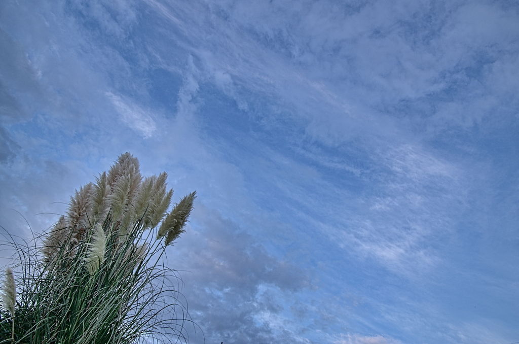 パンパスグラス