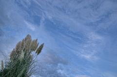 パンパスグラス