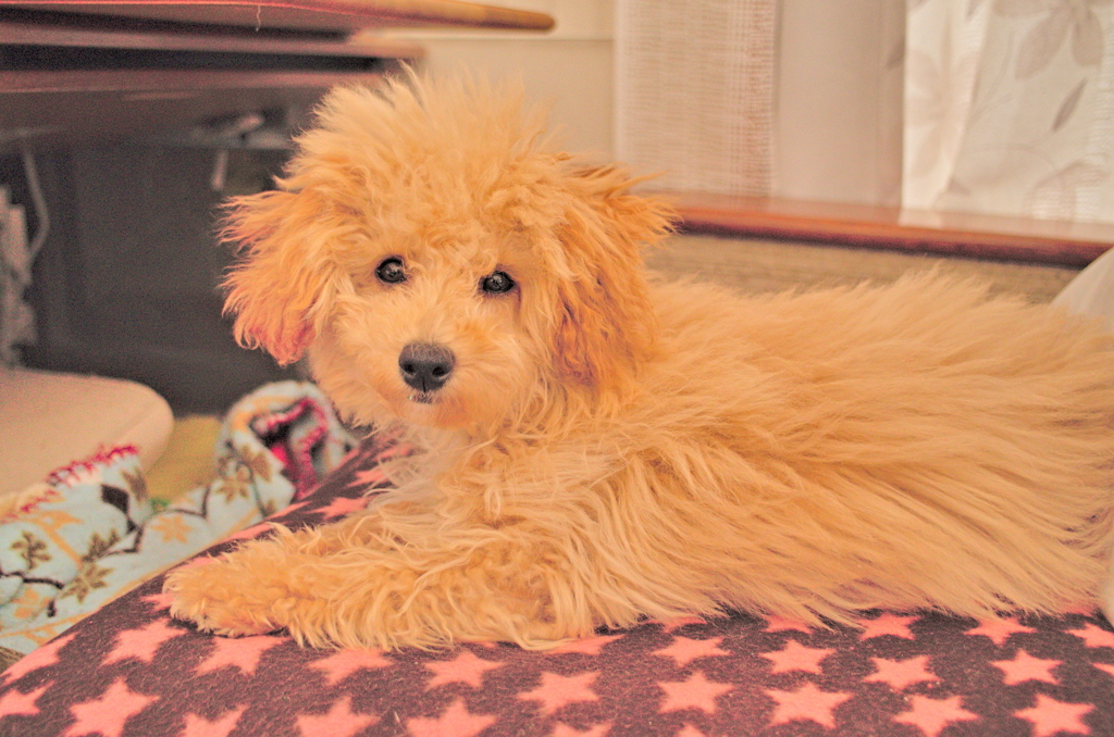 my pretty dog Ⅱ # 25