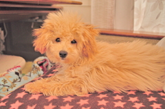 my pretty dog Ⅱ # 25