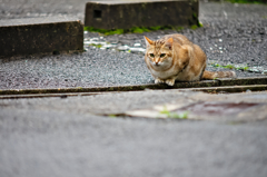 吾輩は猫である、ニャー # 324