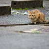 吾輩は猫である、ニャー # 324