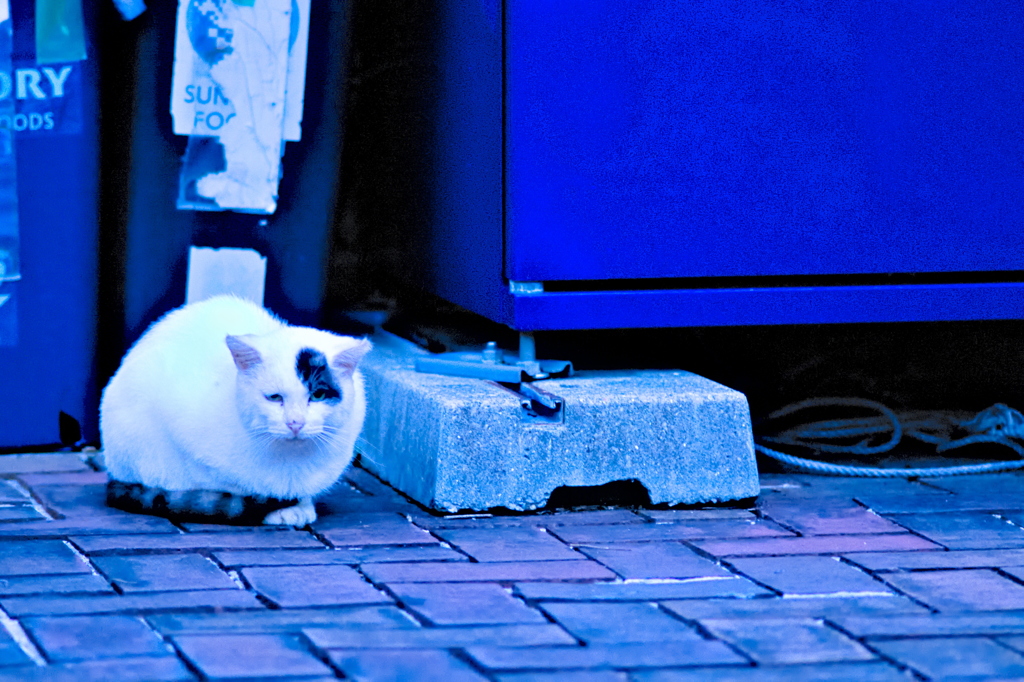 吾輩は猫である、ニャー # 655