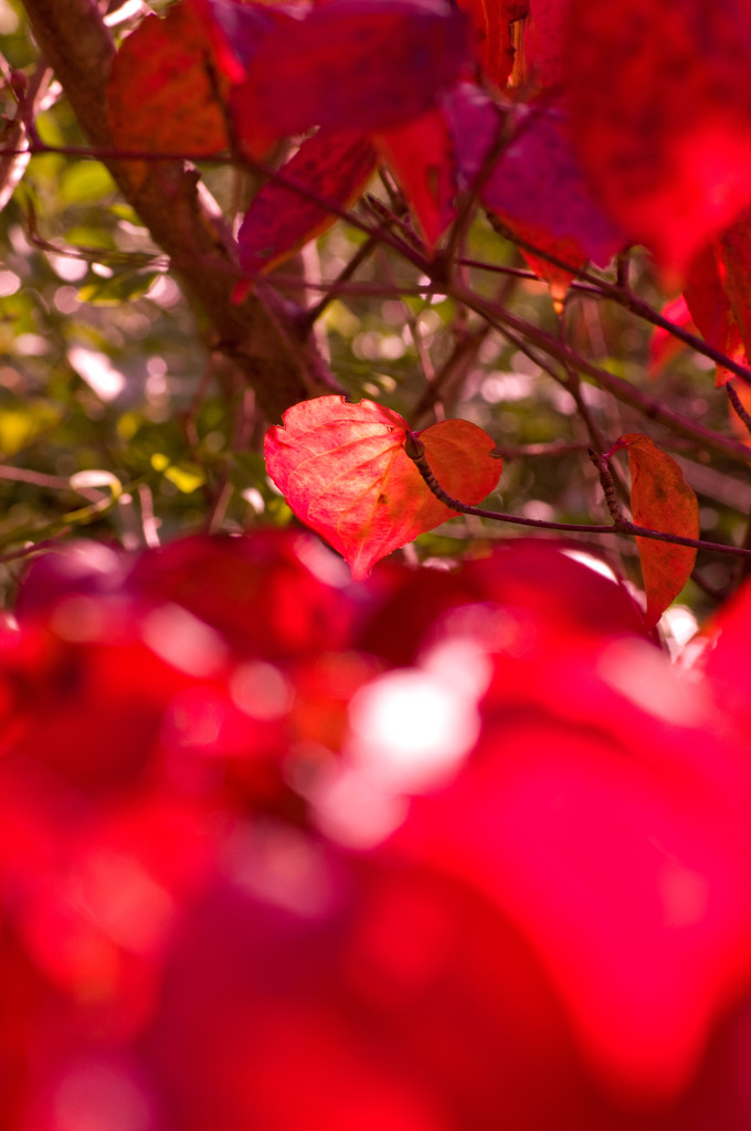 真っ赤なハート