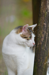 吾輩は猫である、ニャー # 442