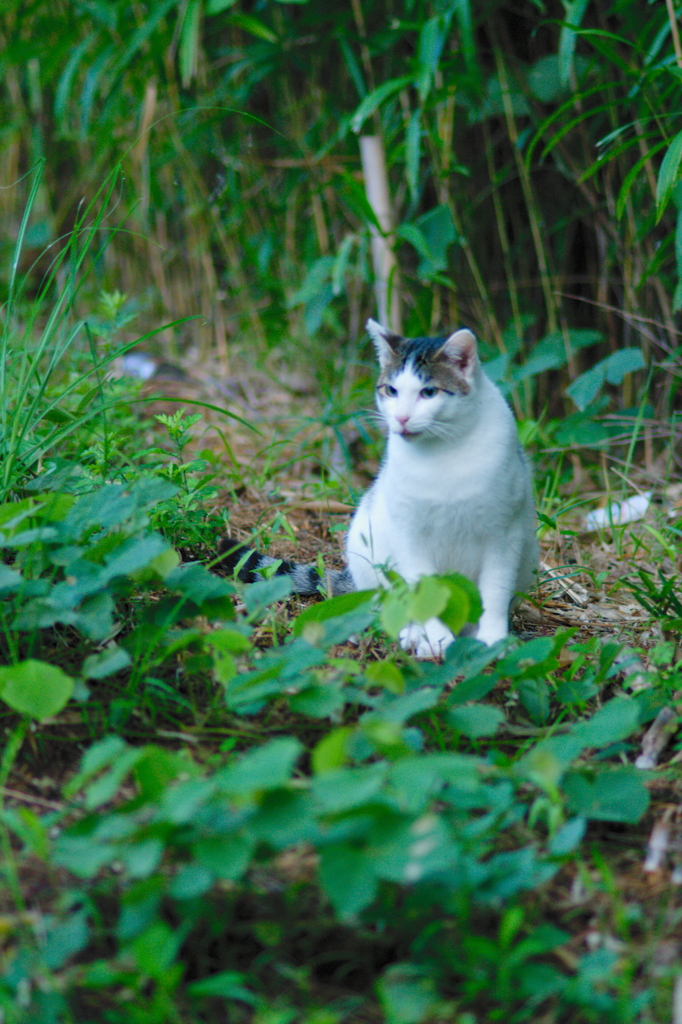 吾輩は猫である、ニャー # 663