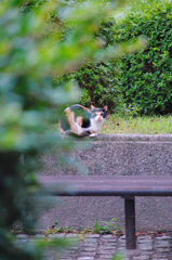 吾輩は猫である、ニャー # 618