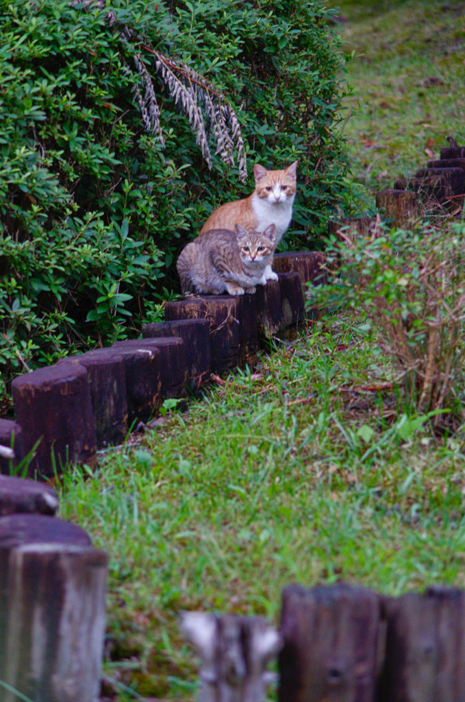 吾輩は猫である、ニャー # 626