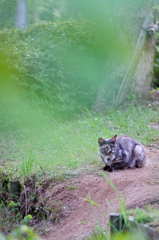 吾輩は猫である、ニャー # 805