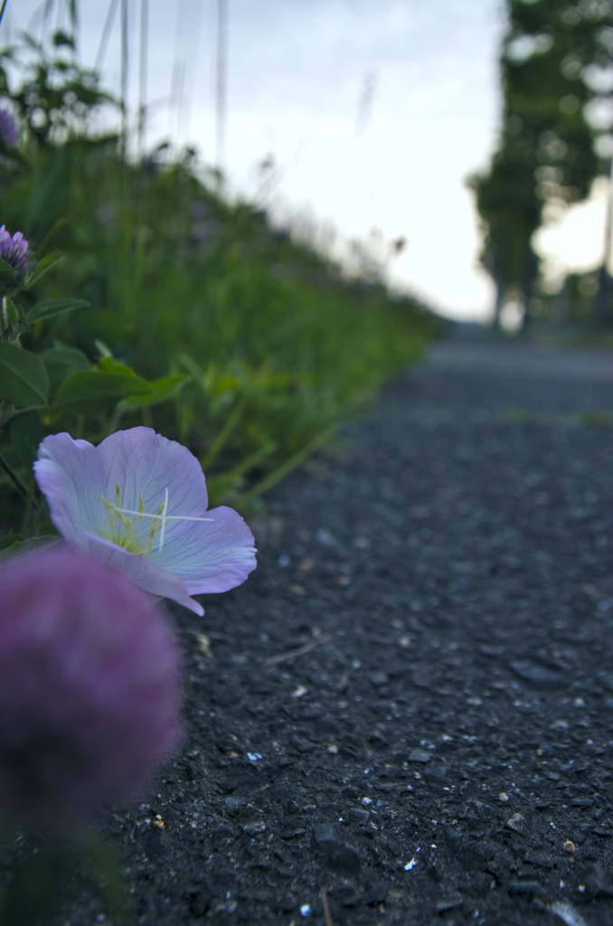 ヒルサキツキミソウ