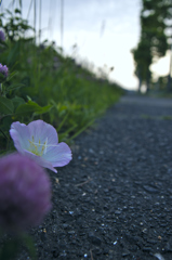 ヒルサキツキミソウ