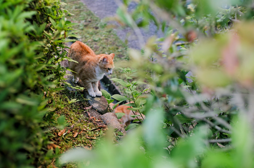 吾輩は猫である、ニャー # 1002
