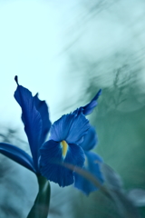  blueな花々