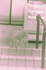 my pretty dog Ⅱ # 108