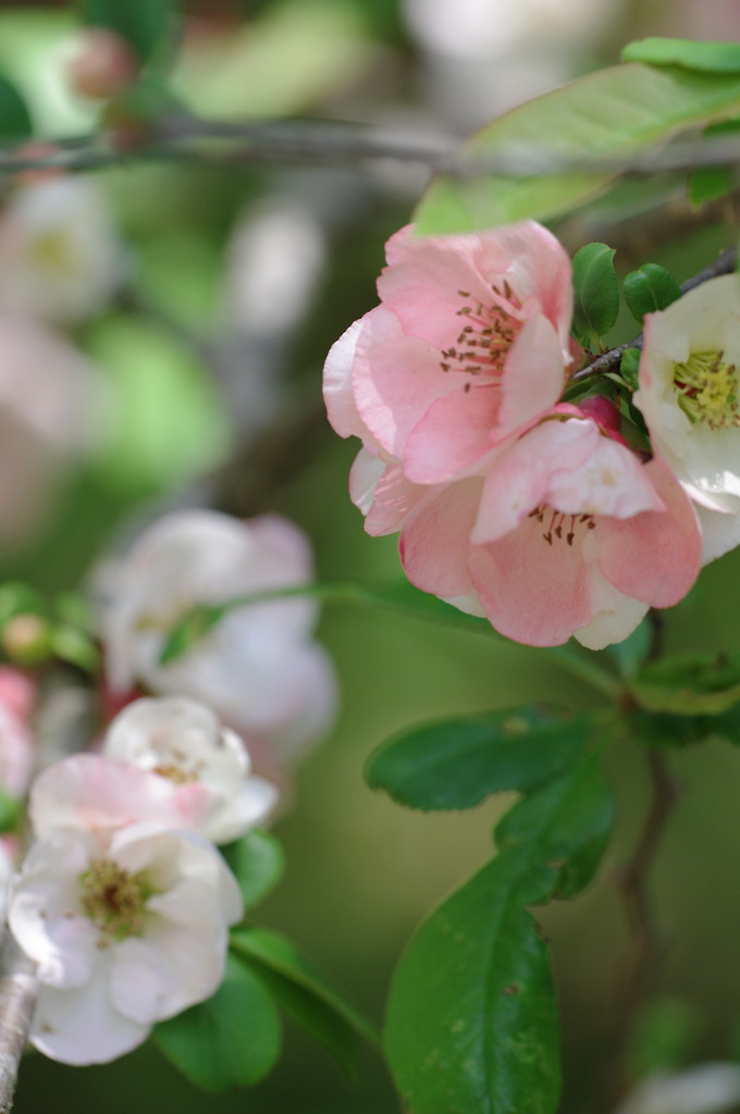 ボケの花