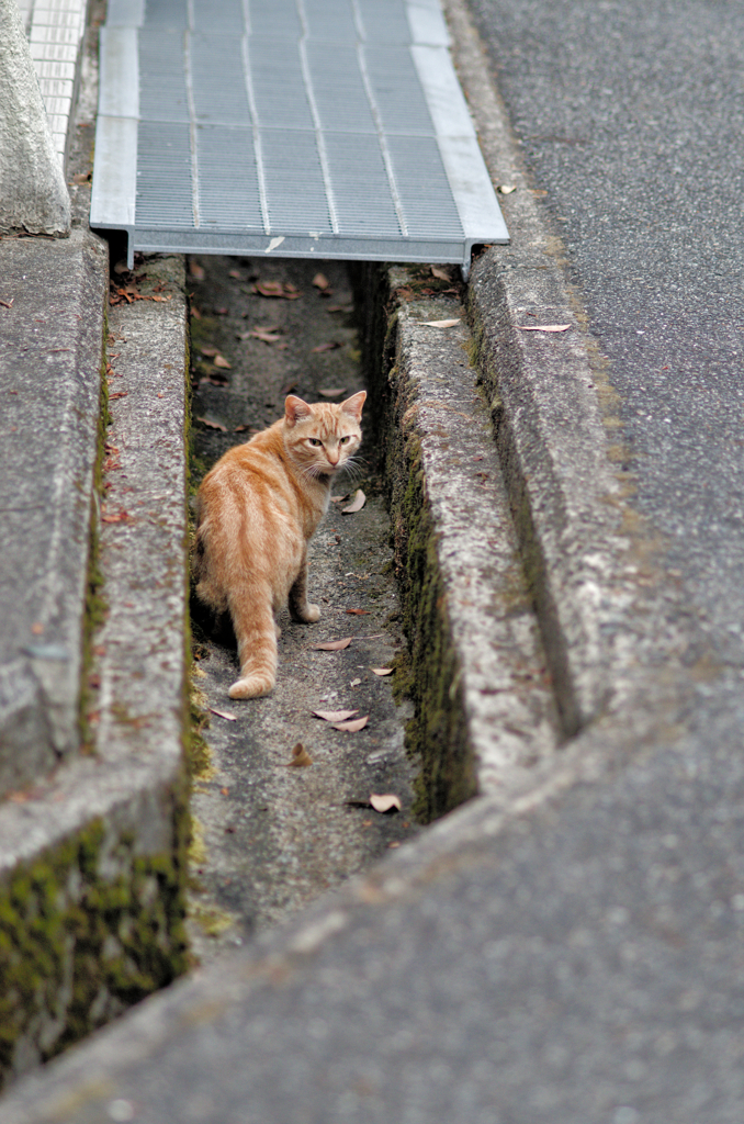 吾輩は猫である、ニャー # 753