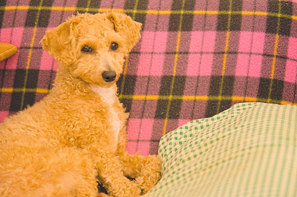 my pretty dog Ⅱ # 185