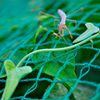 カマキリ