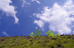 茅葺屋根に生えた葉っぱと青空