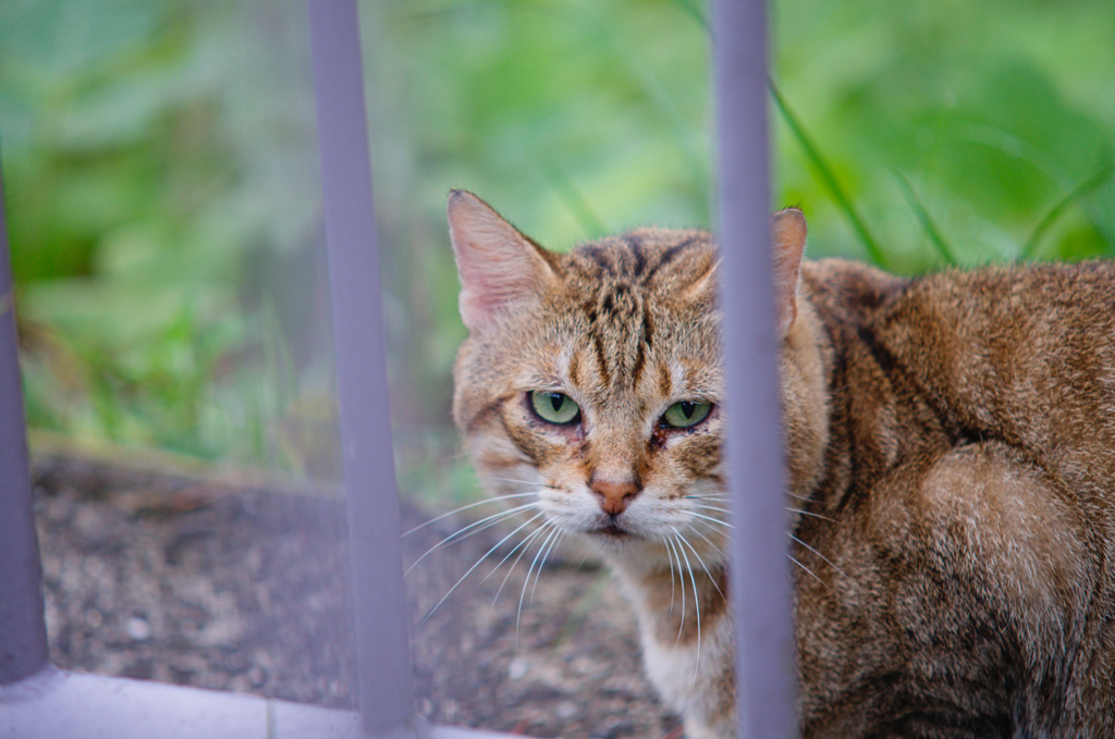 吾輩は猫である、ニャー # 649