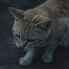 吾輩は猫である、ニャー # 1068