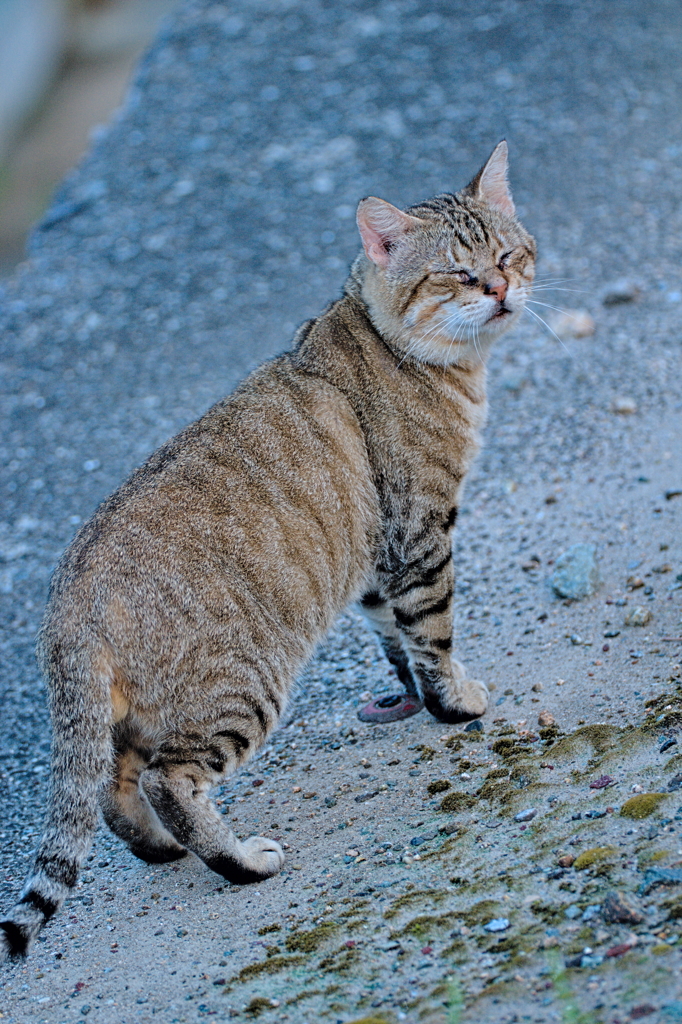 吾輩は猫である、ニャー # 602