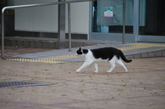吾輩は猫である、ニャー # 731