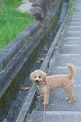 my pretty dog Ⅱ # 128