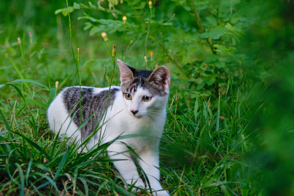 吾輩は猫である、ニャー # 470