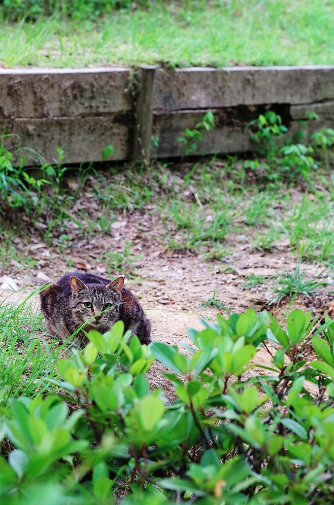 吾輩は猫である、ニャー # 4