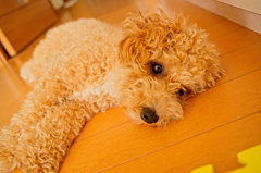 my pretty dog Ⅱ # 87