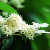 白い紫陽花