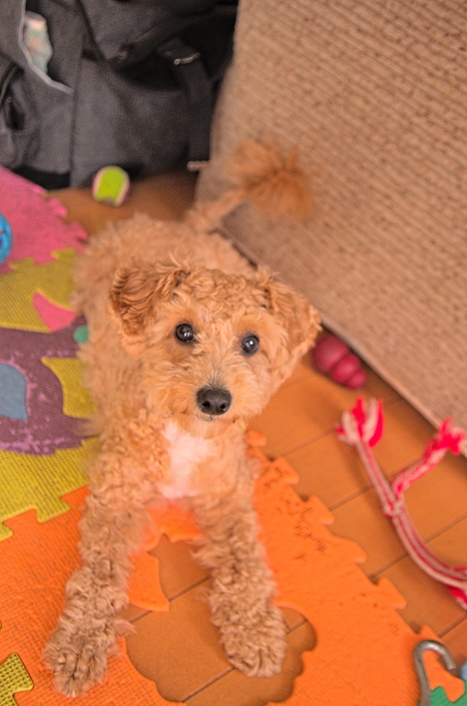 my pretty dog Ⅱ # 168