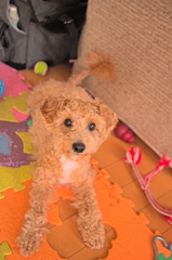 my pretty dog Ⅱ # 168