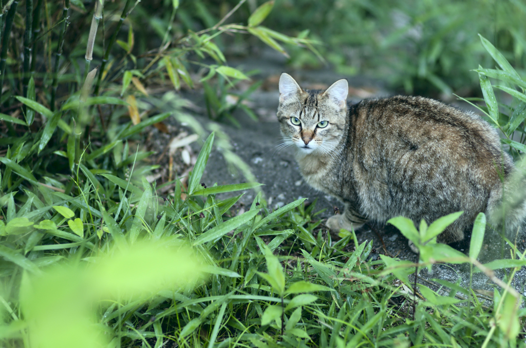 吾輩は猫である、ニャー # 239