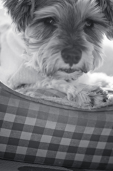 my pretty dog # 113