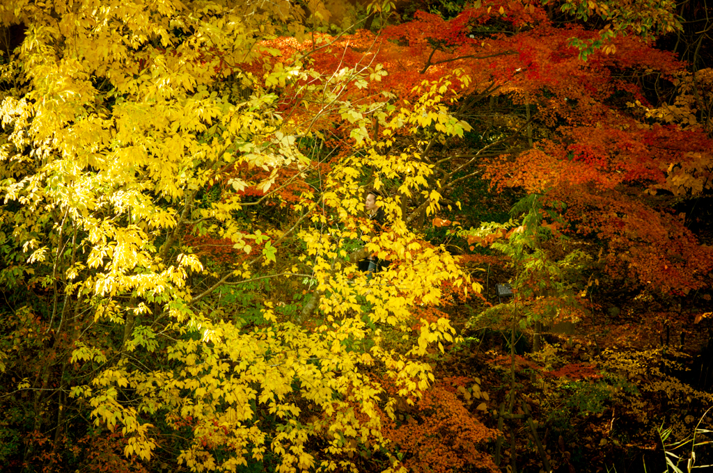 黄葉と紅葉