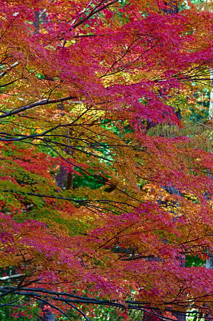 紅葉三昧 '2019